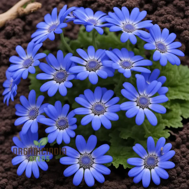 Blue Cineraria Flower Seeds – Gorgeous, Vibrant Blue Blooms for Pots, Garden Beds, Borders & Decorative Outdoor Displays