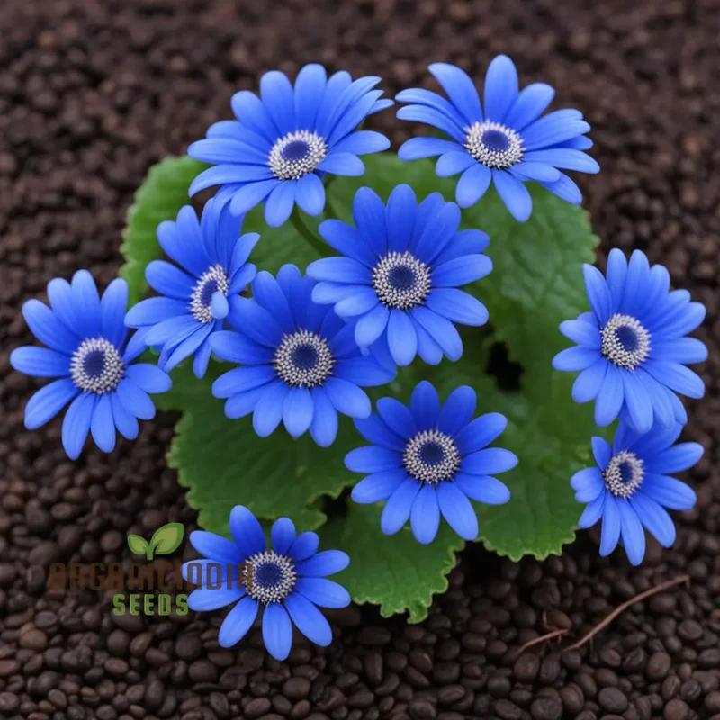 Blue Cineraria Flower Seeds – Gorgeous, Vibrant Blue Blooms for Pots, Garden Beds, Borders & Decorative Outdoor Displays
