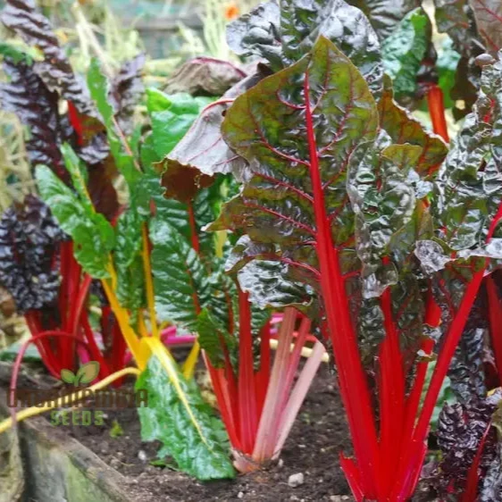 Enhance Your Garden with New Fresh Rainbow Chard Vegetable Seeds For Planting - Grow a Vibrant and Colorful Harvest