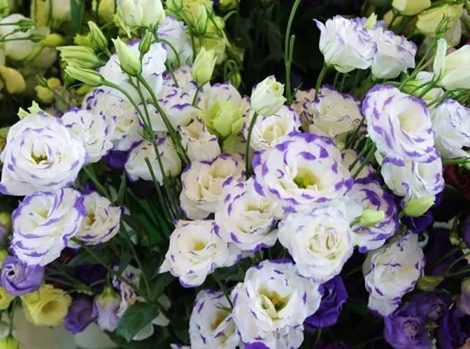 Lisianthus Flower Seeds – Eustoma Grandiflorum Seeds for Garden Planting