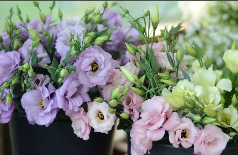 Lisianthus Flower Seeds – Eustoma Grandiflorum Seeds for Garden Planting