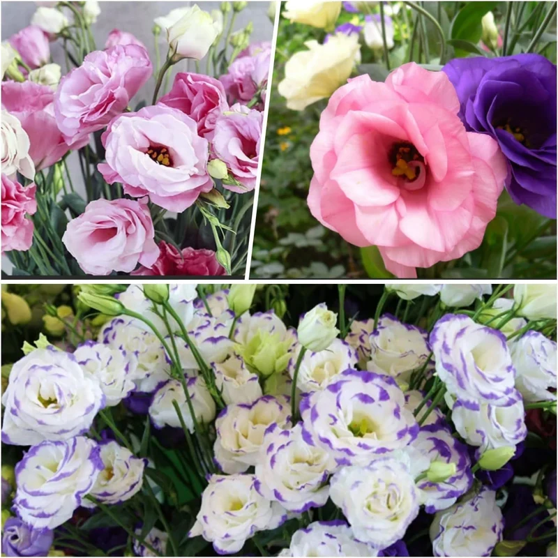 Lisianthus Flower Seeds – Eustoma Grandiflorum Seeds for Garden Planting