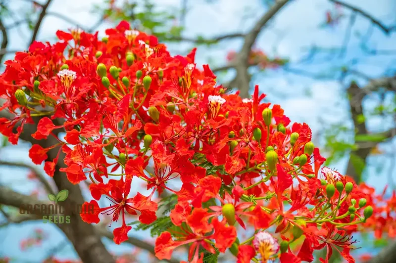 Orange Flamboyan Tree Seeds – Grow Tropical Beauty with Vibrant Orange Blooms