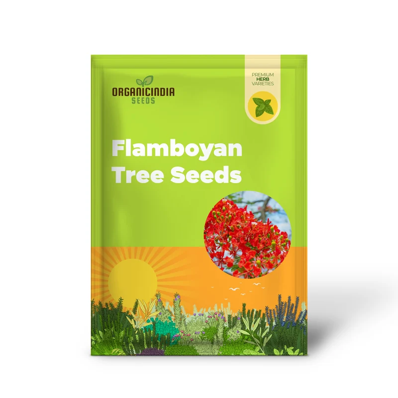 Orange Flamboyan Tree Seeds – Grow Tropical Beauty with Vibrant Orange Blooms