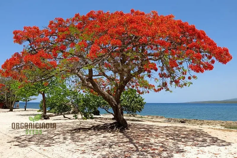 Orange Flamboyan Tree Seeds – Grow Tropical Beauty with Vibrant Orange Blooms