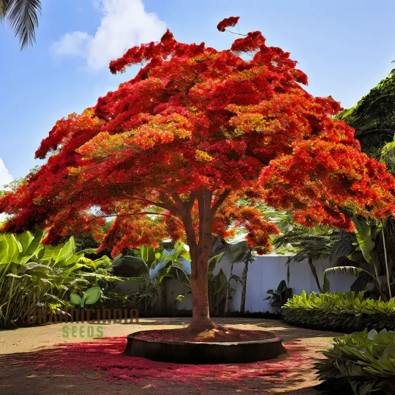 Orange Flamboyan Tree Seeds – Grow Tropical Beauty with Vibrant Orange Blooms