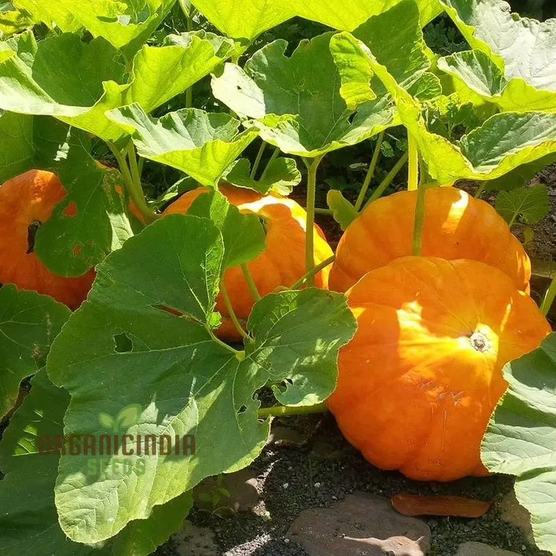 Orange Pumpkin Seeds For Planting, Pumpkin Varieties For Garden