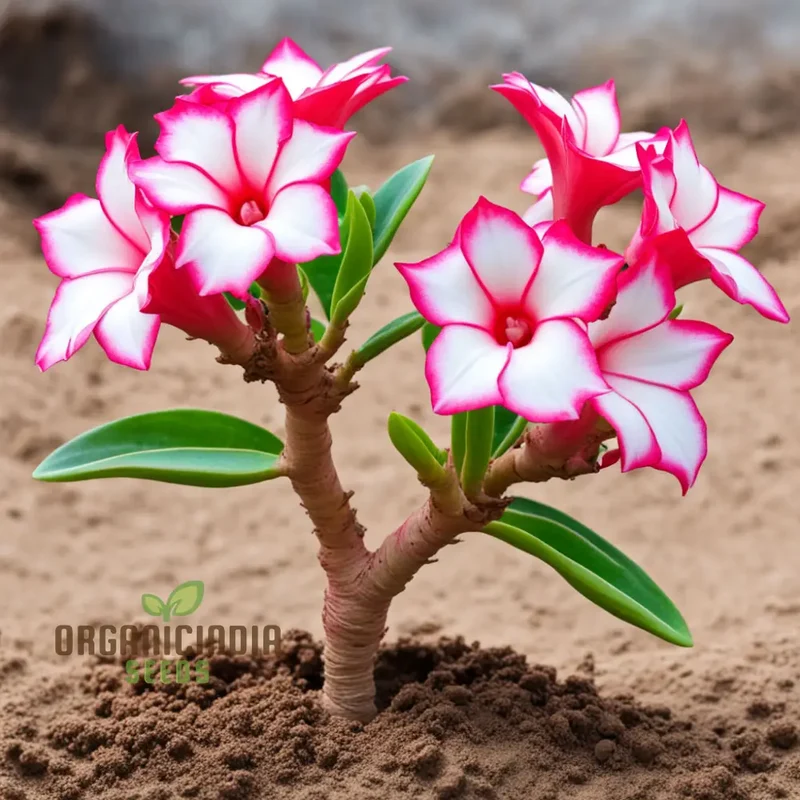 Pink and White Adenium Obesum Flower Seeds for Planting, Vibrant and Beautiful Varieties