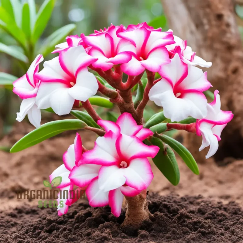 Pink and White Adenium Obesum Flower Seeds for Planting, Vibrant and Beautiful Varieties