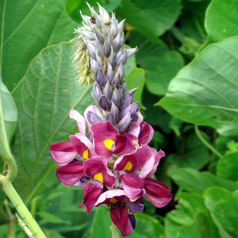 Grow Your Garden with Pueraria Lobata Kudzu Plant Seeds, Unleash Nature's Purity