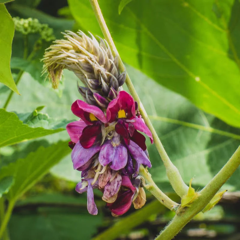 Grow Your Garden with Pueraria Lobata Kudzu Plant Seeds, Unleash Nature's Purity