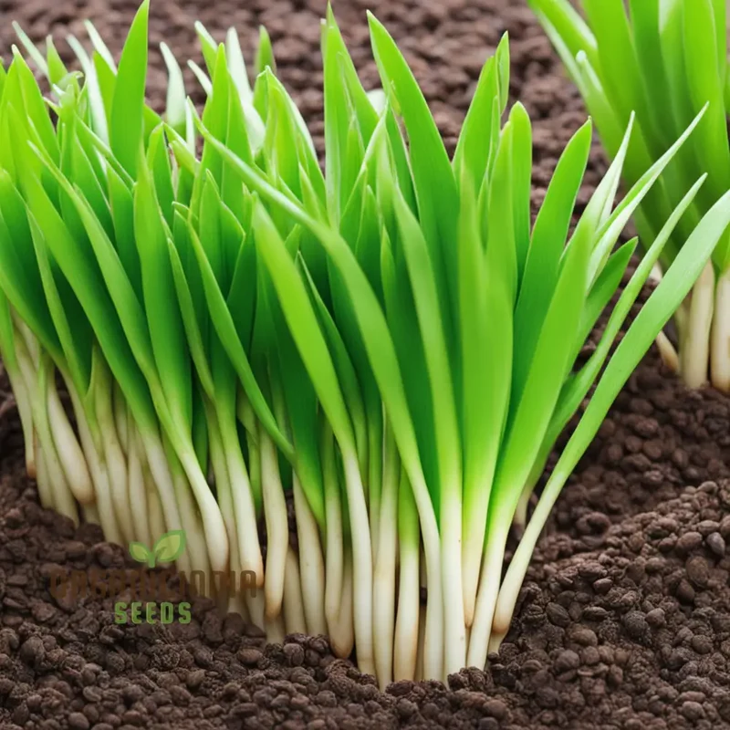 Pandan Plant Seeds, Elevate Your Garden with Abundant Growth in Every Pack