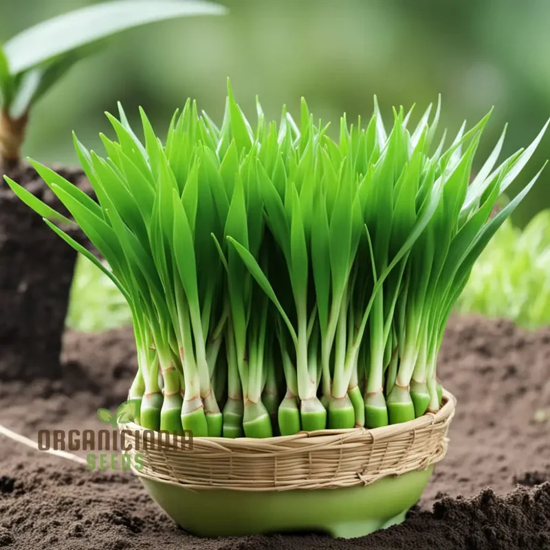 Pandan Plant Seeds, Elevate Your Garden with Abundant Growth in Every Pack