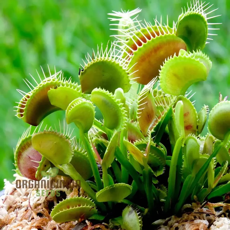 Venus Fly Trap Flower Seeds in Vibrant Violet Elevate Your Gardening with Exotic and Stunning Blooms