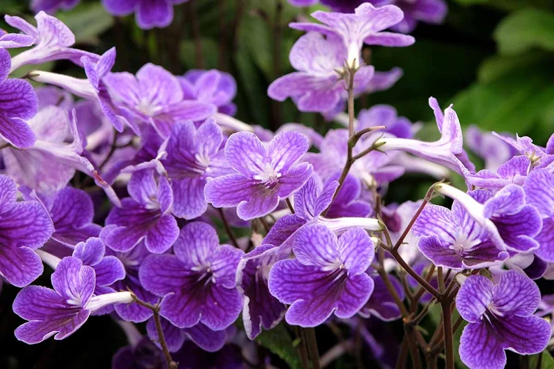 Streptocarpus Seeds – Premium Blooming Variety for Vibrant Indoor and Outdoor Gardens