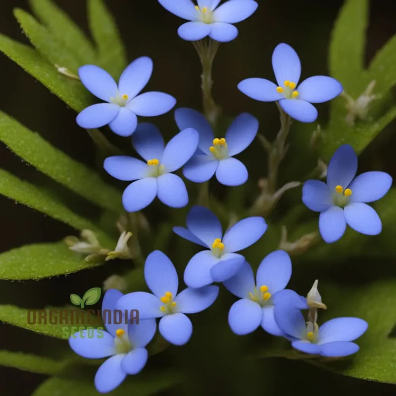 Bluets Houstonia Flower Seeds for Stunning Blossoms The Ultimate Gardening Experience with Delightful