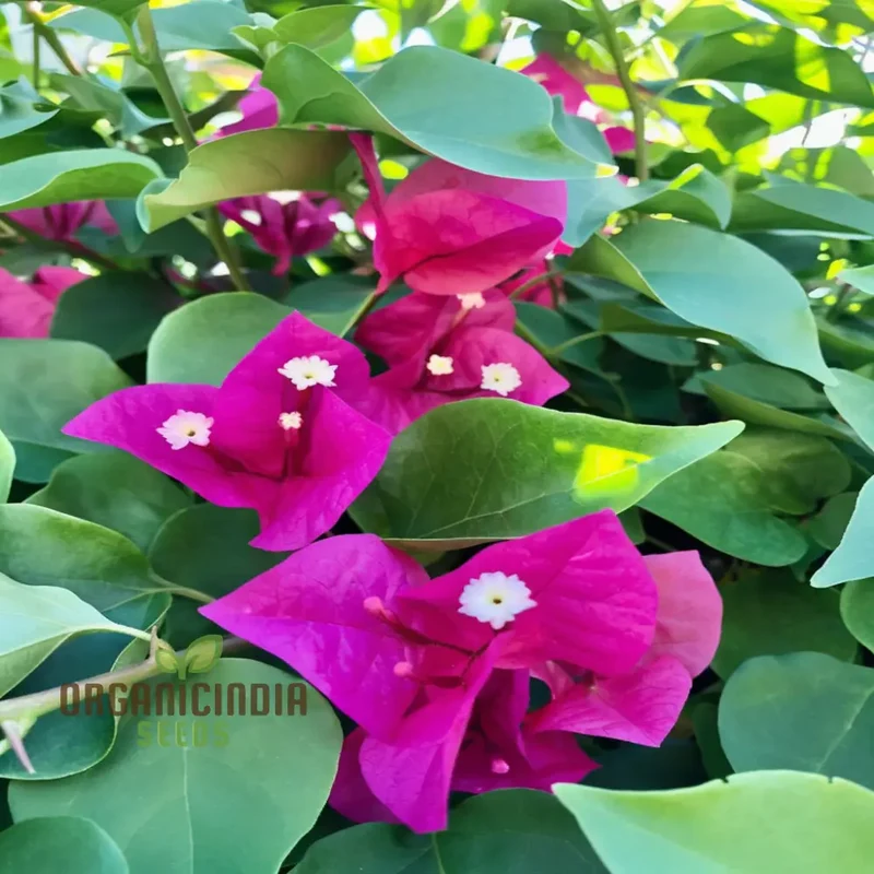 Bougainvillea Flower Seeds Planting Red