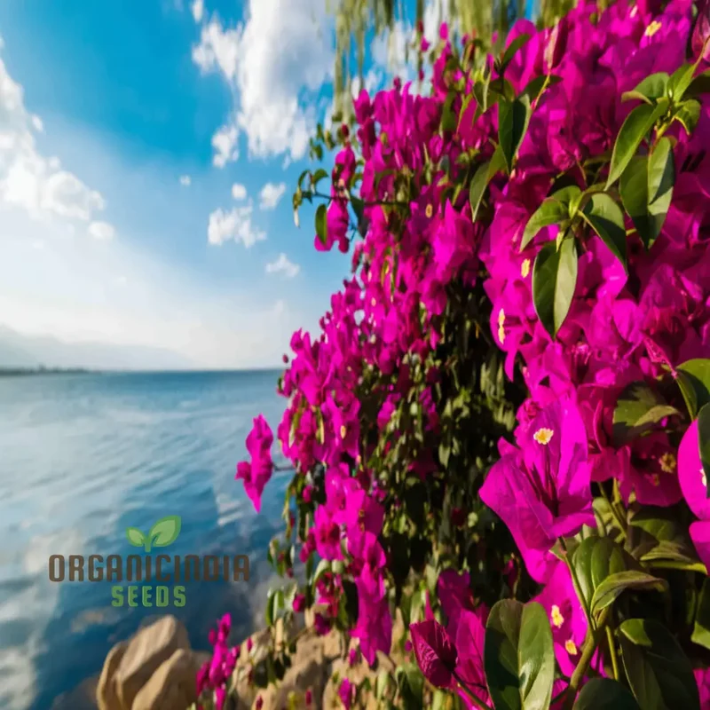 Bougainvillea Flower Seeds Planting Red