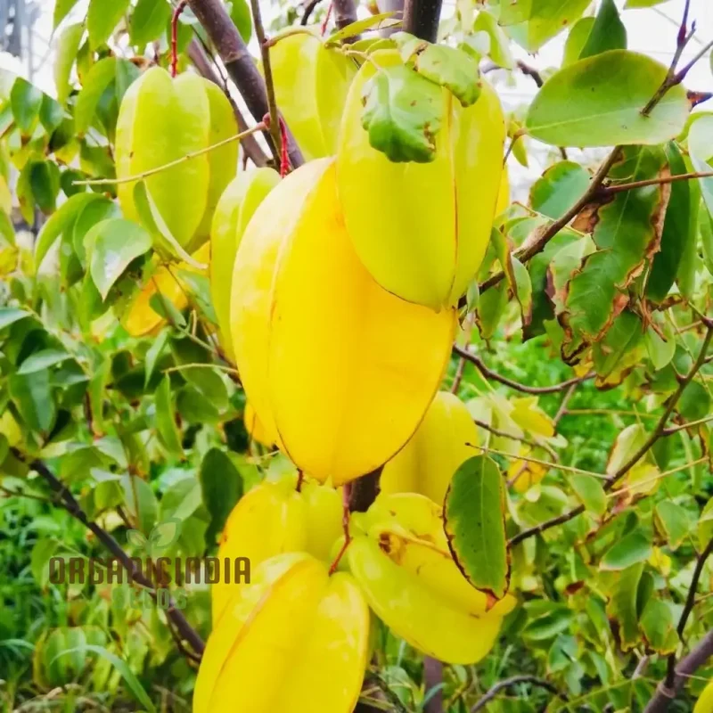 Yellow Averroes Carambola, Star Fruit, Premium Quality New Fresh Fruit Seeds for Planting, Enhance Your Garden with Exotic Fruit Seeds