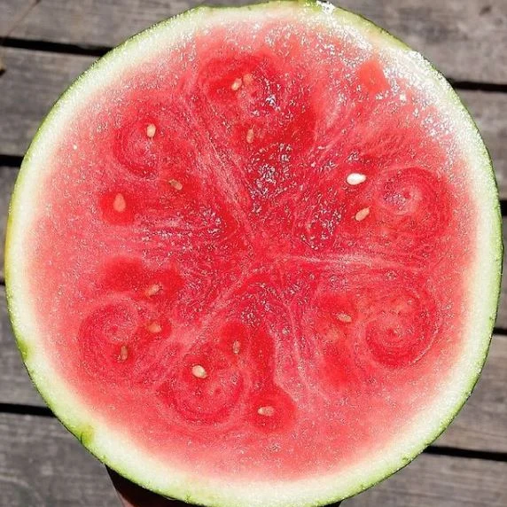 Melon d'eau 'Halbert Honey' bio
