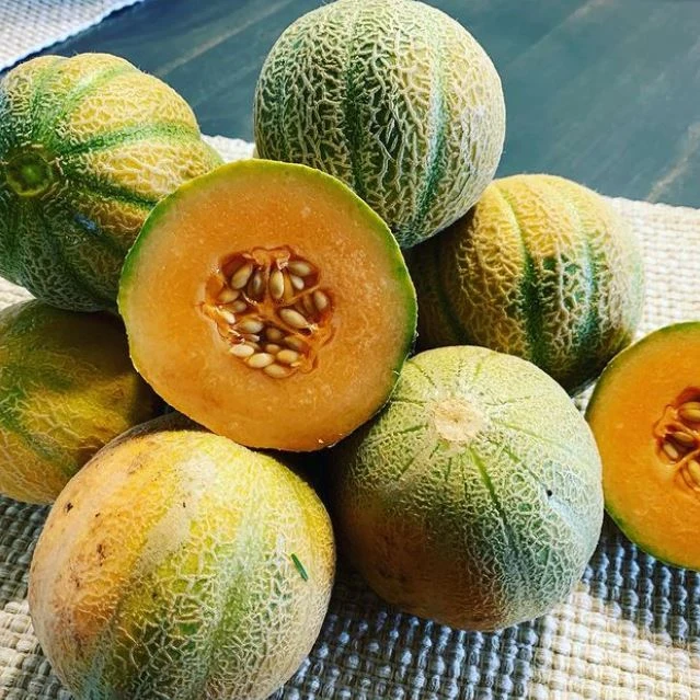 Melon 'Minnesota Midget' bio