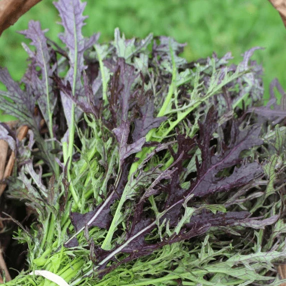 Moutarde potagère 'Ruby Streaks Mustard Greens' bio