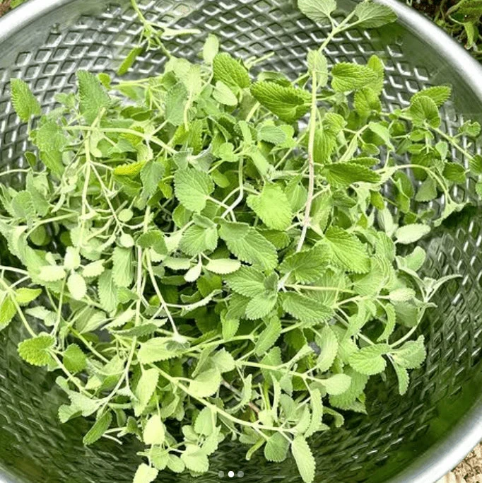 Népetta 'Persian Catmint' bio