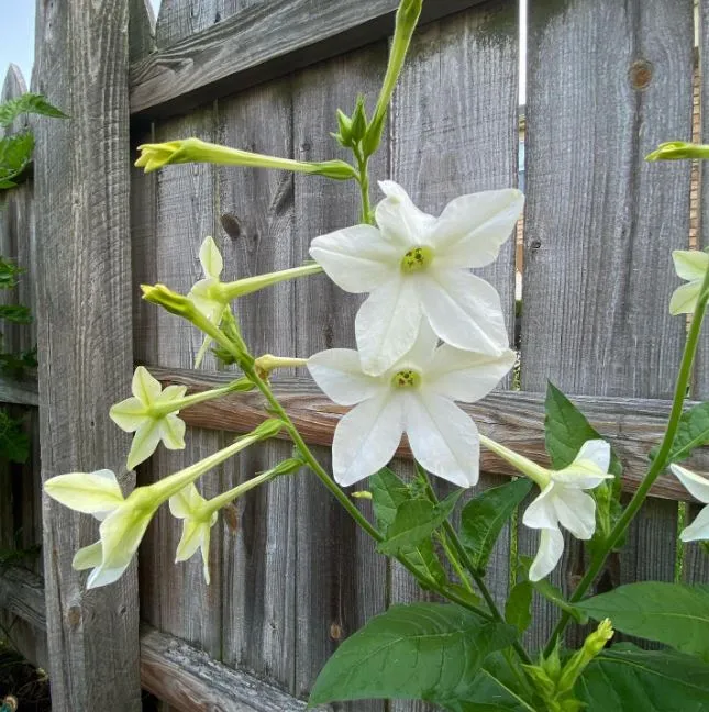 Nicotiana 'Nicotiana Flower' bio