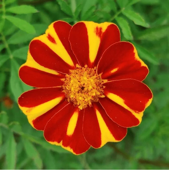 Œillet d'Inde 'Court Jester' bio