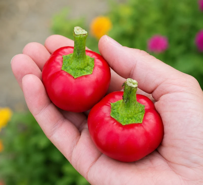 Piment fort 'Cherry Bomb' bio
