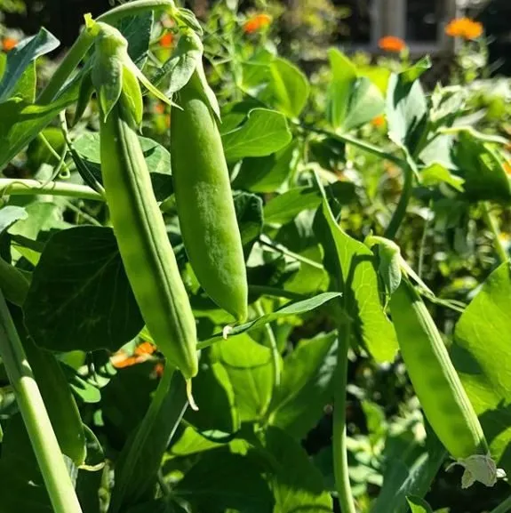 Pois 'Cascadia Snap' bio