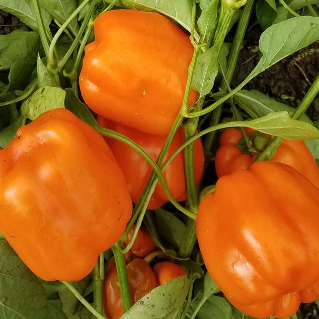 Poivron 'Little Tangerine Bells' bio