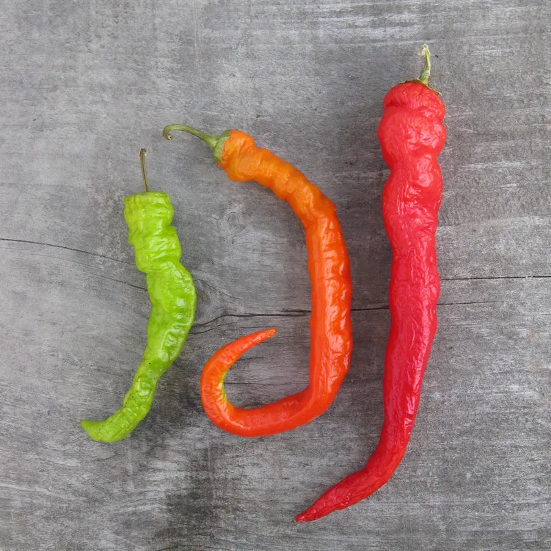 Poivron 'Pepperoncini' bio