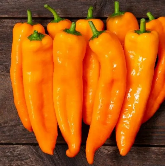 Poivron 'Oranos F1' bio