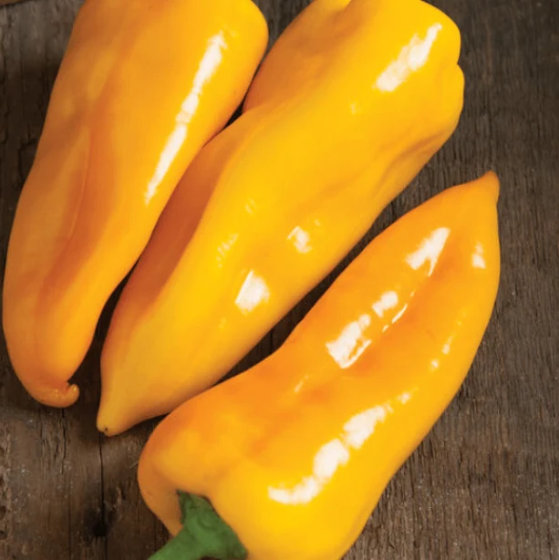 Poivron 'Yellow Corno Di Toro' bio