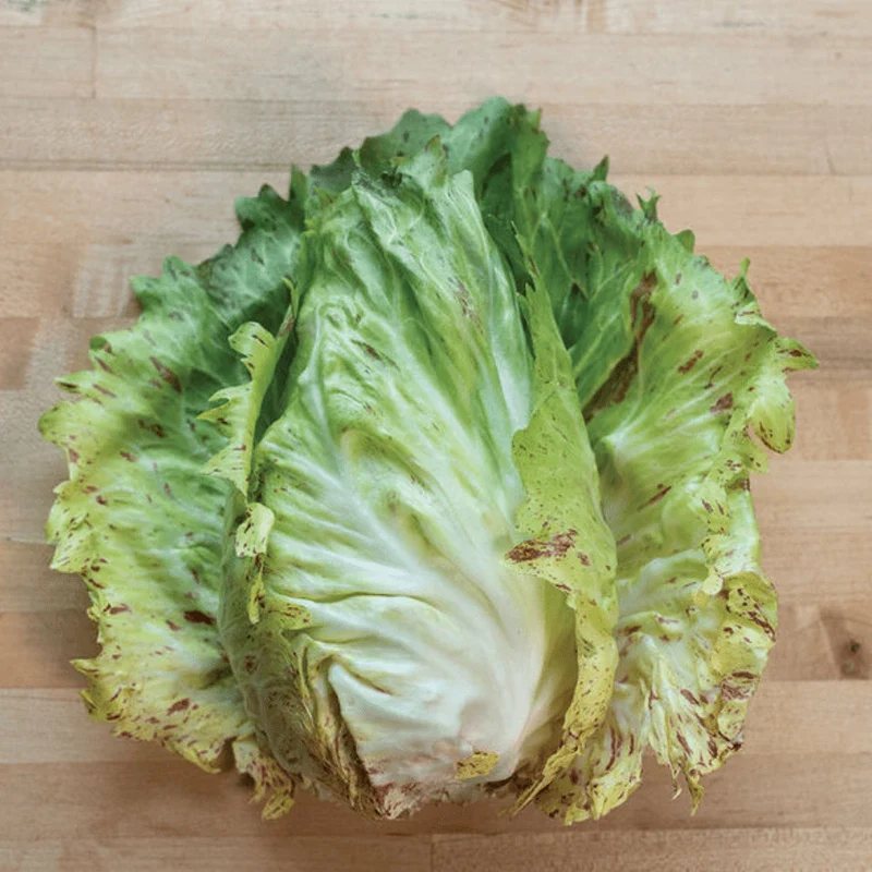 Radicchio 'Giorgion' bio