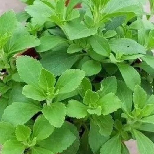 Stévia 'Stevia' bio