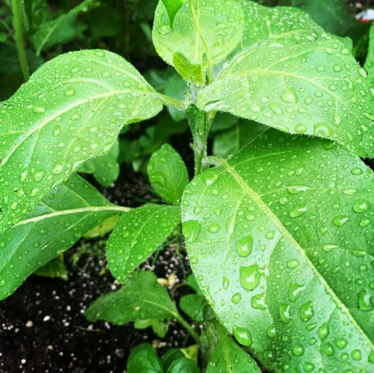 Tabac 'Wild Tobacco' bio