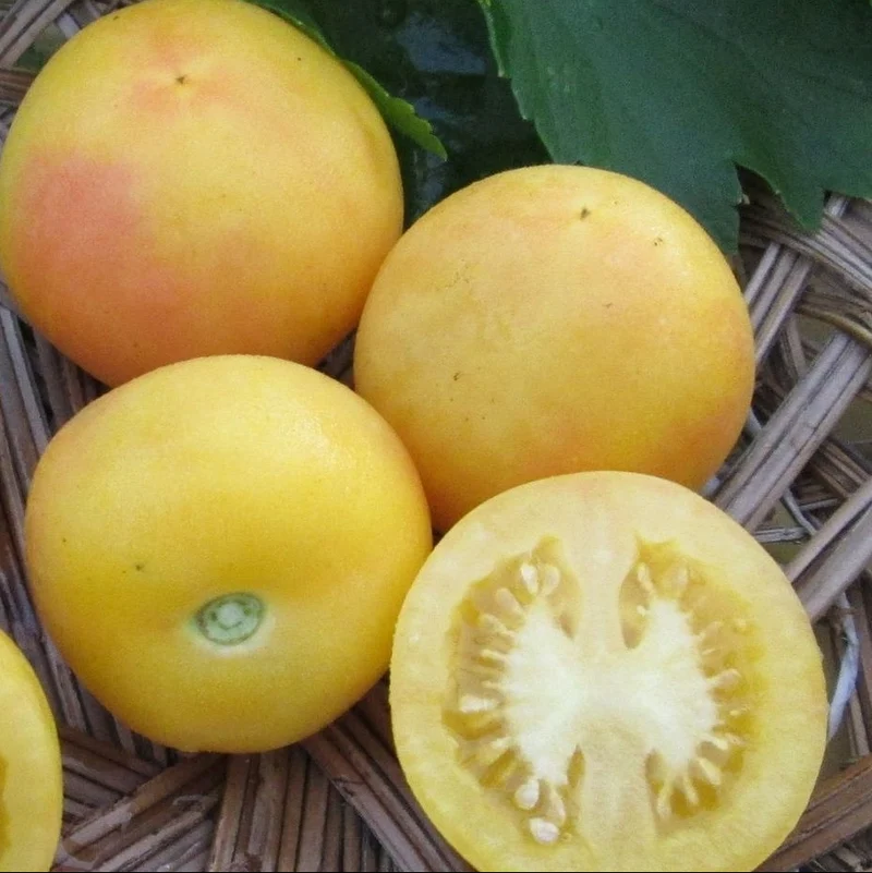 Tomate 'Apricot' bio