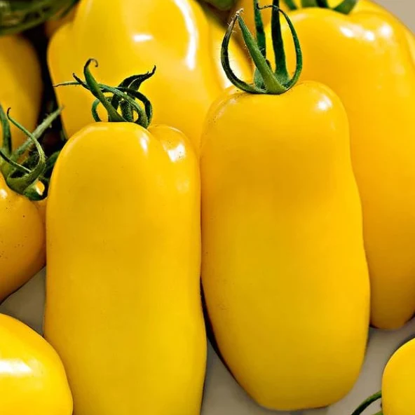 Tomate 'Banana Leg' bio