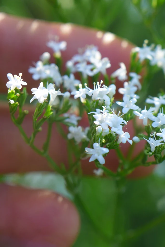 Valériane ( Valeriana officinalis )