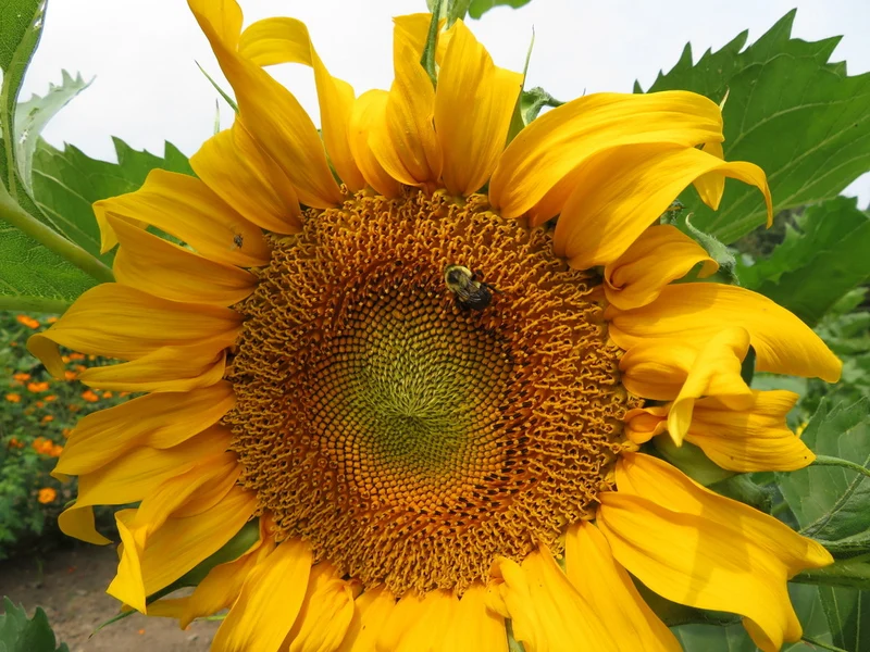 Tournesol 'Standfast' ( Helianthus annuus )
