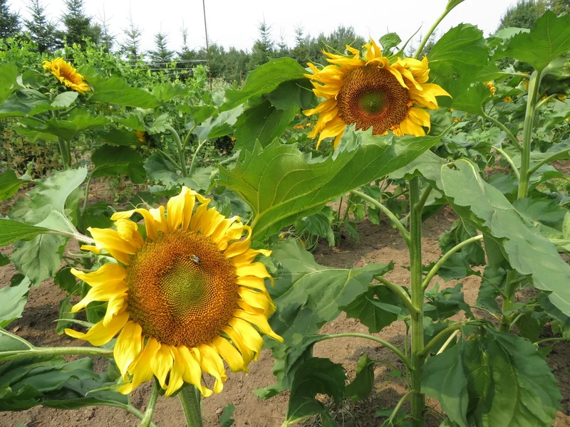 Tournesol 'Standfast' ( Helianthus annuus )