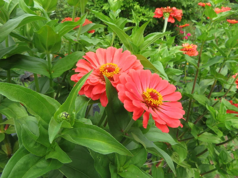 Zinnia 'Coral' ( Zinnia elegans )