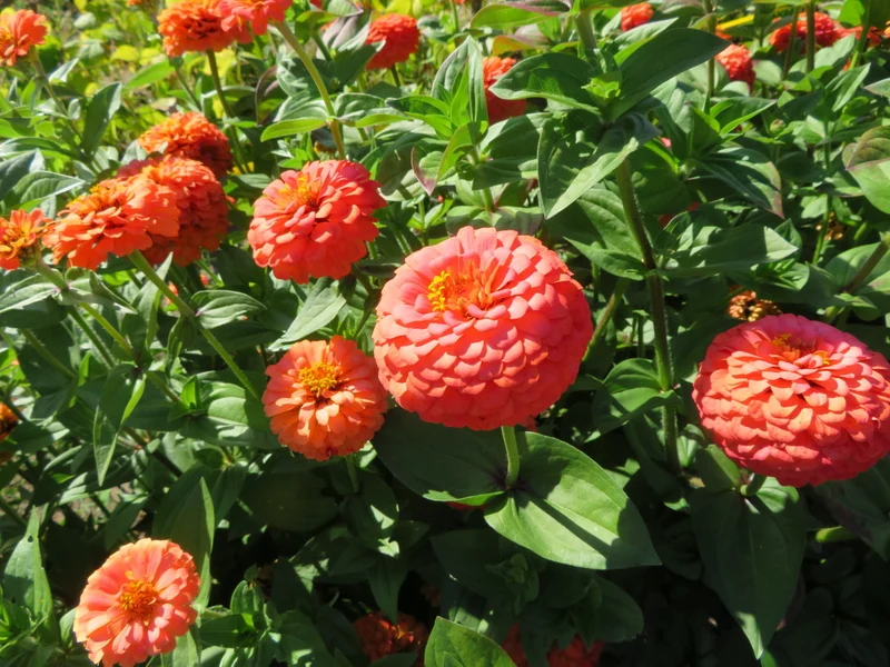 Zinnia 'Oklahoma Salmon' ( Zinnia elegans )