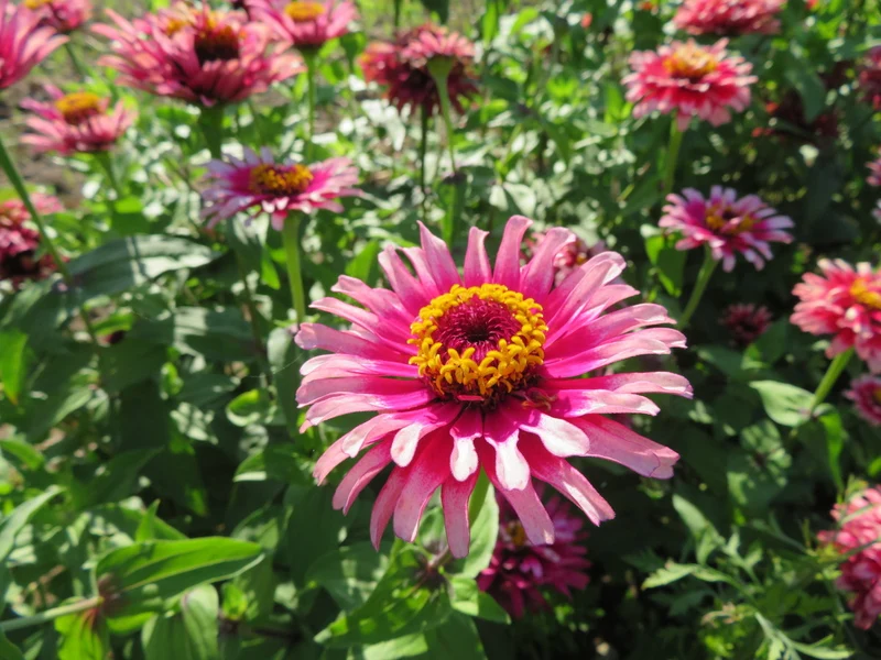 Zinnia 'Mazurkia' ( Zinnia elegans )