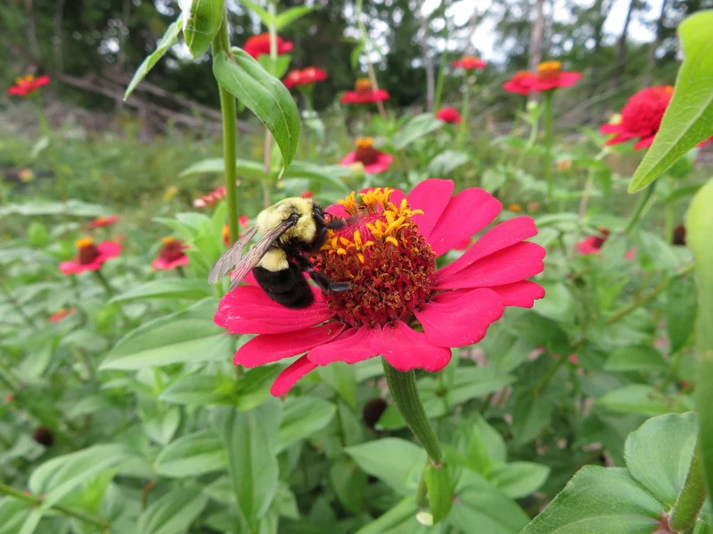Zinnia 'Sanguinea Cupcake' ( Zinnia elegans )