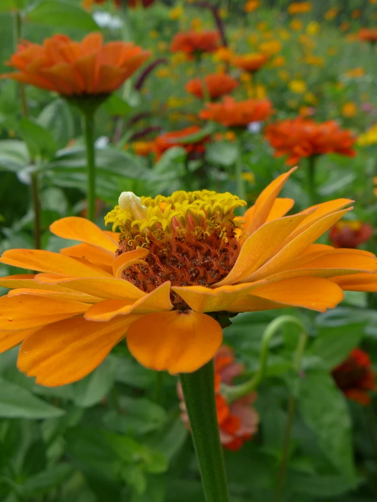 Zinnia 'Oriole' ( Zinnia elegans )