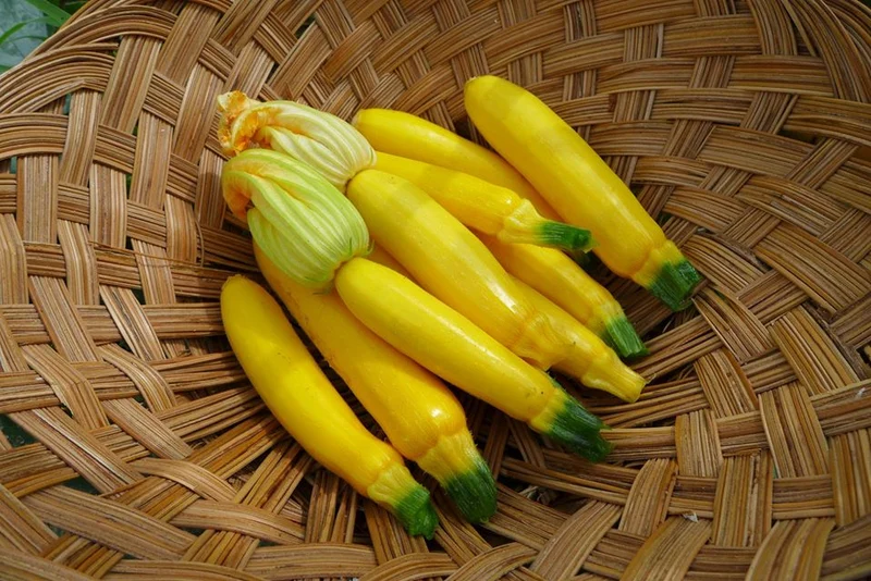 Zucchini 'Ananashyi' ( Cucurbita pepo )
