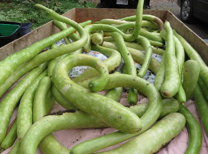 Zucchini ‘Ananashyi’ ( Cucurbita pepo )